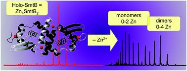 Graphical abstract: Resolution of a paradox by native mass spectrometry: facile occupation of all four metal binding sites in the dimeric zinc sensor SmtB