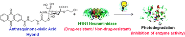 Graphical abstract: Photodegradation and inhibition of drug-resistant influenza virus neuraminidase using anthraquinone–sialic acid hybrids