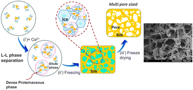 Graphical abstract: Design and engineering of silk fibroin scaffolds with biomimetic hierarchical structures