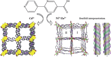 Graphical abstract: Three unprecedented open frameworks based on a pyridyl-carboxylate: synthesis, structures and properties