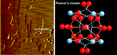 Graphical abstract: Posner's cluster revisited: direct imaging of nucleation and growth of nanoscale calcium phosphate clusters at the calcite-water interface