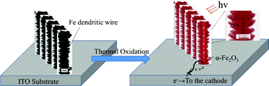 Graphical abstract: Morphology evolution of dendritic Fe wire array by electrodeposition, and photoelectrochemical properties of α-Fe2O3 dendritic wire array