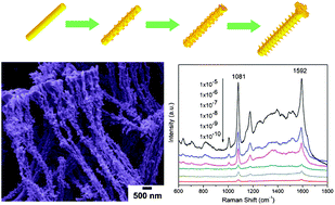 Graphical abstract: Facile interfacial synthesis of gold micro/nanostructures and their applications for efficient surface enhanced Raman scattering