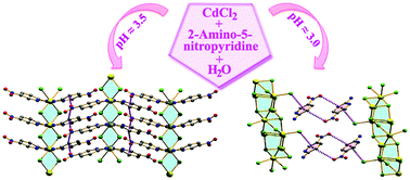 Graphical abstract: Tuning the formation of MOFs by pH influence: X-ray structural variations and Hirshfeld surface analyses of 2-amino-5-nitropyridine with cadmium chloride