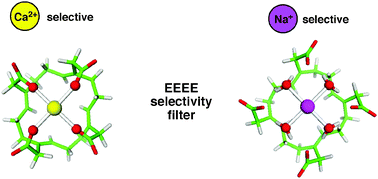 Graphical abstract: Why voltage-gated Ca2+ and bacterial Na+ channels with the same EEEE motif in their selectivity filters confer opposite metal selectivity