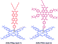 Graphical abstract: Light harvesting zinc naphthalocyanine–perylenediimide supramolecular dyads: long-lived charge-separated states in nonpolar media