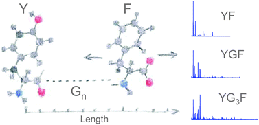 Graphical abstract: Length effects in VUV photofragmentation of protonated peptides
