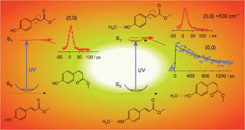 Graphical abstract: Nonradiative decay dynamics of methyl-4-hydroxycinnamate and its hydrated complex revealed by picosecond pump–probe spectroscopy