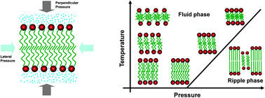 Graphical abstract: High pressure effect on phase transition behavior of lipid bilayers