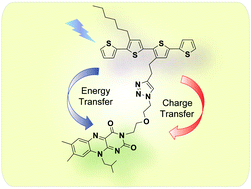 Graphical abstract: Flavin as a photo-active acceptor for efficient energy and charge transfer in a model donor–acceptor system