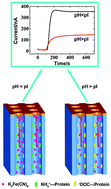 Graphical abstract: A nanochannel array based device for determination of the isoelectric point of confined proteins