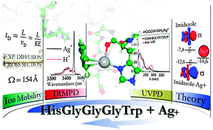 Graphical abstract: Binding motifs of silver in prion octarepeat model peptides: a joint ion mobility, IR and UV spectroscopies, and theoretical approach