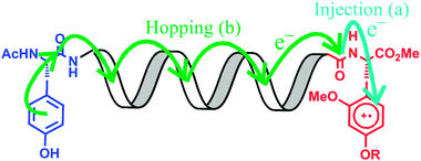 Graphical abstract: The influence of dipole moments on the mechanism of electron transfer through helical peptides