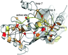 Graphical abstract: Paths of long-range communication in the E2 enzymes of family 3: a molecular dynamics investigation