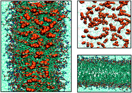 Graphical abstract: Anesthetic molecules embedded in a lipid membrane: a computer simulation study