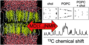 Graphical abstract: Cholesterol and POPC segmental order parameters in lipid membranes: solid state 1H–13C NMR and MD simulation studies