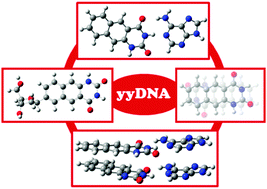 Graphical abstract: yDNA versus yyDNA pyrimidines: computational analysis of the effects of unidirectional ring expansion on the preferred sugar–base orientation, hydrogen-bonding interactions and stacking abilities