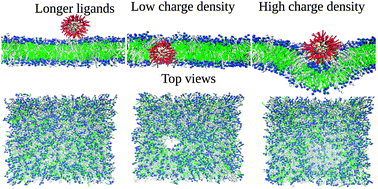 Graphical abstract: Nanoparticle translocation through a lipid bilayer tuned by surface chemistry