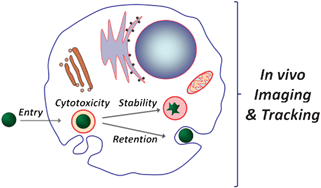 Graphical abstract: Long-term tracking of cells using inorganic nanoparticles as contrast agents: are we there yet?