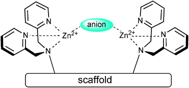 Graphical abstract: Anion recognition and sensing with Zn(ii)–dipicolylamine complexes