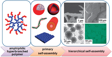 Graphical abstract: Biocompatible or biodegradable hyperbranched polymers: from self-assembly to cytomimetic applications