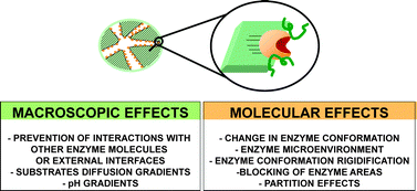 Graphical abstract: Modifying enzyme activity and selectivity by immobilization