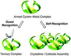 Graphical abstract: Dynamic cyclen–metal complexes for molecular sensing and chirality signaling