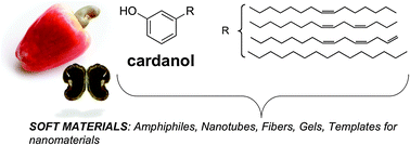 Graphical abstract: Recent advances in cardanol chemistry in a nutshell: from a nut to nanomaterials