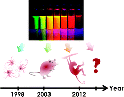 Graphical abstract: Nanotoxicity assessment of quantum dots: from cellular to primate studies