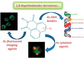 Graphical abstract: Recent advances in the development of 1,8-naphthalimide based DNA targeting binders, anticancer and fluorescent cellular imaging agents