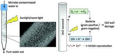 Graphical abstract: Development of a visible light active photocatalytic portable water purification unit using ZnO nanorods