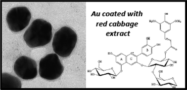 Graphical abstract: One pot biosynthesis of gold NPs using red cabbage extracts