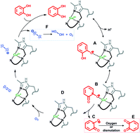 Graphical abstract: Mechanistic insight on the catecholase activity of dinuclear copper complexes with distant metal centers