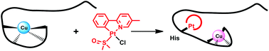 Graphical abstract: Interference of a new cyclometallated Pt compound with Cu binding to amyloid-β peptide