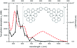 Graphical abstract: Two-photon absorption of metal–organic DNA-probes