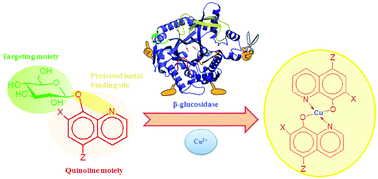 Graphical abstract: Gluconjugates of 8-hydroxyquinolines as potential anti-cancer prodrugs