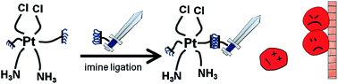 Graphical abstract: Harnessing chemoselective imine ligation for tethering bioactive molecules to platinum(iv) prodrugs