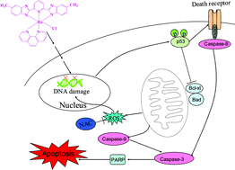 Graphical abstract: Ruthenium complexes containing 2,6-bis(benzimidazolyl)pyridine derivatives induce cancer cell apoptosis by triggering DNA damage-mediated p53 phosphorylation