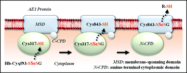 Graphical abstract: A thiol-mediated active membrane transport of selenium by erythroid anion exchanger 1 protein