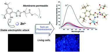 Graphical abstract: An 1,3,4-oxadiazole-based OFF–ON fluorescent chemosensor for Zn2+ in aqueous solution and imaging application in living cells