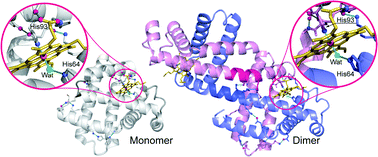 Graphical abstract: Structural and oxygen binding properties of dimeric horse myoglobin