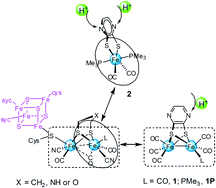Graphical abstract: Di/mono-nuclear iron(i)/(ii) complexes as functional models for the 2Fe2S subunit and distal Fe moiety of the active site of [FeFe] hydrogenases: protonations, molecular structures and electrochemical properties