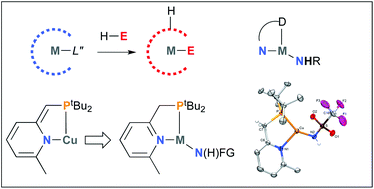 Graphical abstract: N–H bond activation by palladium(ii) and copper(i) complexes featuring a reactive bidentate PN-ligand