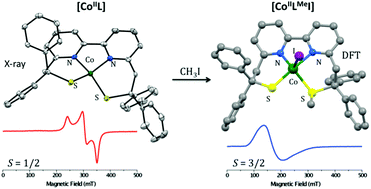 Graphical abstract: Structural, spectroscopic and redox properties of a mononuclear CoII thiolate complex – the reactivity toward S-alkylation: an experimental and theoretical study