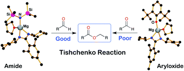 Graphical abstract: Synthetic and catalytic intermediates in a magnesium promoted Tishchenko reaction
