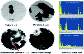 Graphical abstract: Effective bactericidal performance of silver-decorated titania nano-composites