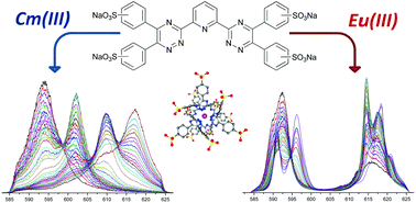 Graphical abstract: Complexation of Cm(iii) and Eu(iii) with a hydrophilic 2,6-bis(1,2,4-triazin-3-yl)-pyridine studied by time-resolved laser fluorescence spectroscopy