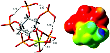 Graphical abstract: Inframolecular acid–base and coordination properties towards Na+ and Mg2+ of myo-inositol 1,3,4,5,6-pentakisphosphate: a structural approach to biologically relevant species