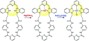 Graphical abstract: Selective palladation of a large (32 ring atom) macrocyclic ligand at a bis(N-heterocyclic carbene) coordination pocket through transmetallation of the corresponding mercury(ii) derivative
