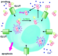 Graphical abstract: Glycosylated copper(ii) ionophores as prodrugs for β-glucosidase activation in targeted cancer therapy